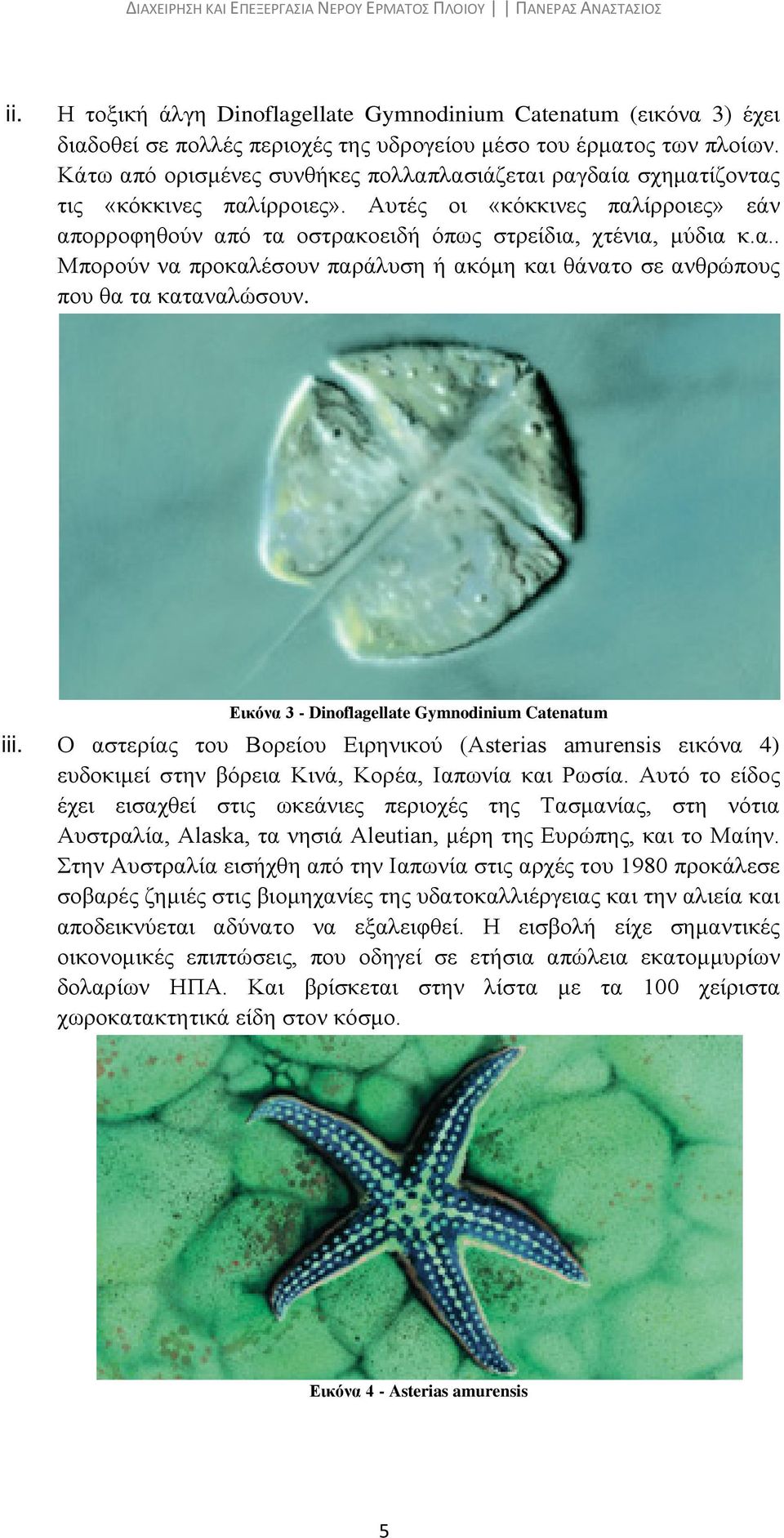 Εικόνα 3 - Dinoflagellate Gymnodinium Catenatum iii. Ο αστερίας του Βορείου Ειρηνικού (Asterias amurensis εικόνα 4) ευδοκιμεί στην βόρεια Κινά, Κορέα, Ιαπωνία και Ρωσία.
