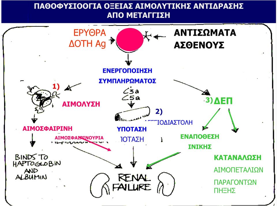 ΑΙΜΟΣΦΑΙΡΙΝΟΥΡΙΑ ΕΝΕΡΓΟΠΟΙΗΣΗ ΣΥΜΠΛΗΡΩΜΑΤΟΣ 2) 3) ΑΓΓΕΙΟΔΙΑΣΤΟΛΗ