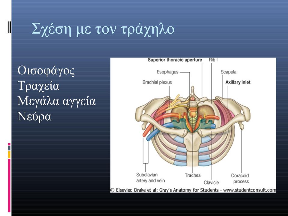 Οισοφάγος