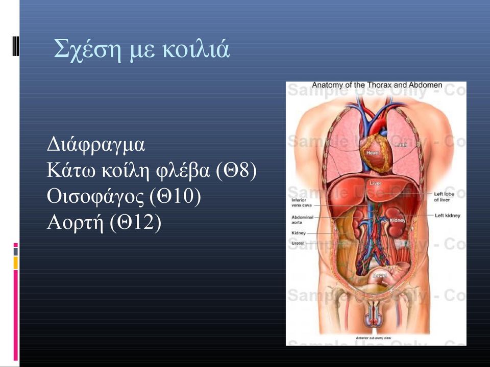 κοίλη φλέβα (Θ8)