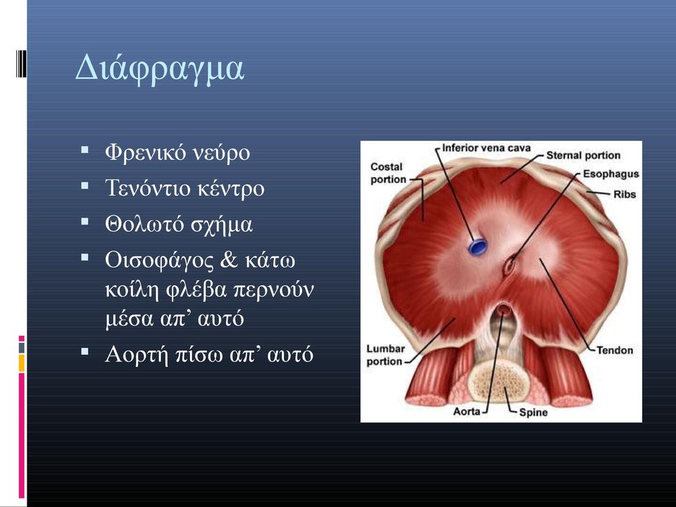 Οισοφάγος & κάτω κοίλη φλέβα