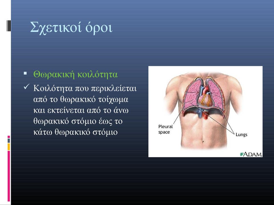 θωρακικό τοίχωμα και εκτείνεται από το