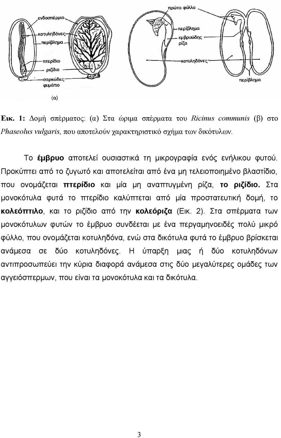 Προκύπτει από το ζυγωτό και αποτελείται από ένα μη τελειοποιημένο βλαστίδιο, ονομάζεται πτερίδιο και μία μη αναπτυγμένη ρίζα, το ριζίδιο.