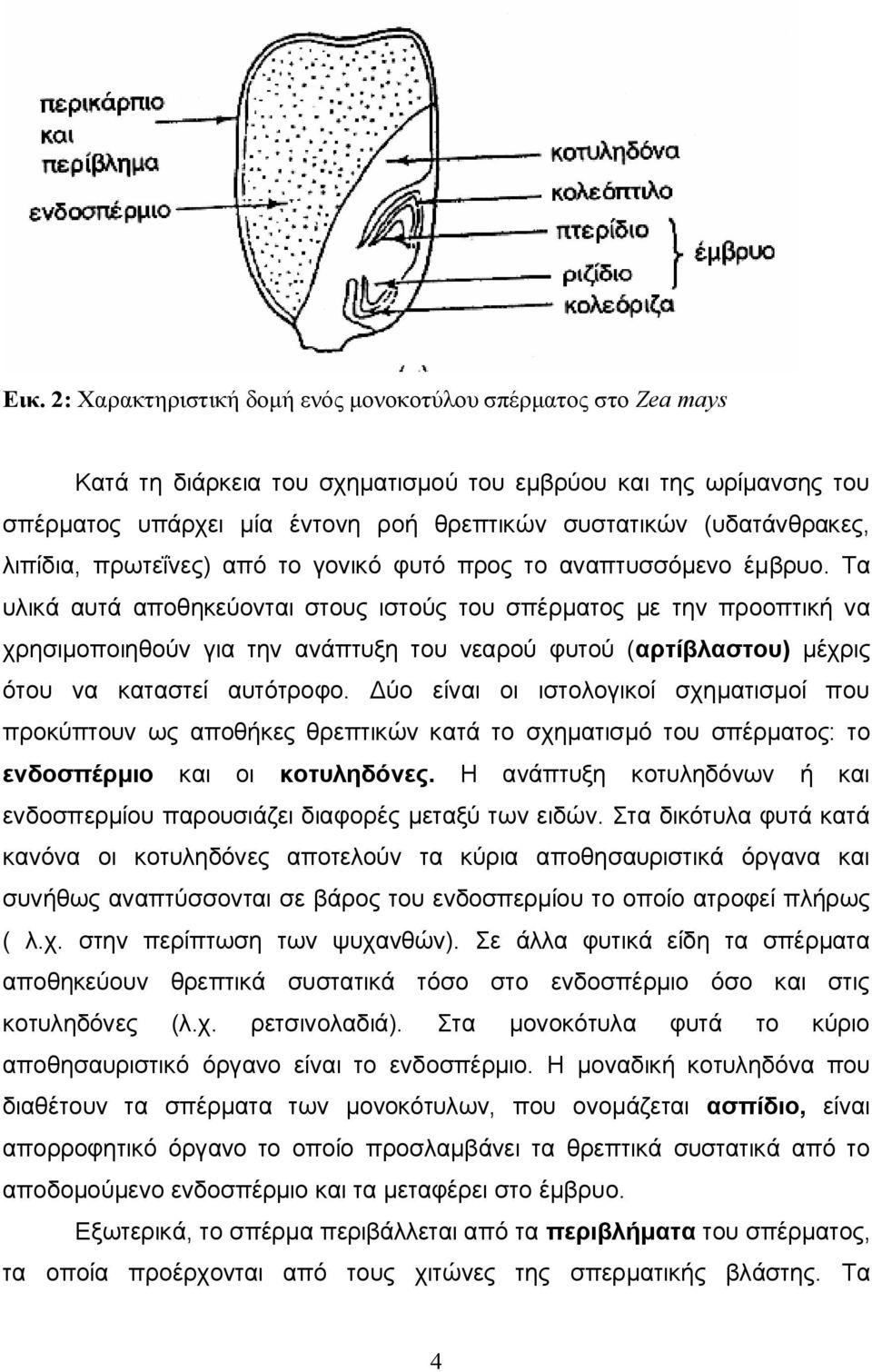 Τα υλικά αυτά αποθηκεύονται στους ιστούς του σπέρματος με την προοπτική να χρησιμοποιηθούν για την ανάπτυξη του νεαρού φυτού (αρτίβλαστου) μέχρις ότου να καταστεί αυτότροφο.