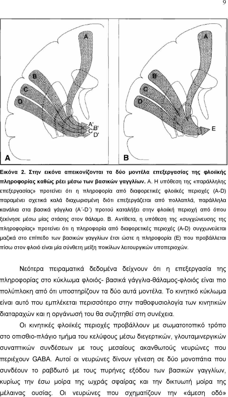 βασικά γάγγλια (Α -D ) προτού καταλήξει στην φλοιϊκή περιοχή από όπου ξεκίνησε μέσω μίας στάσης στον θάλαμο. Β.