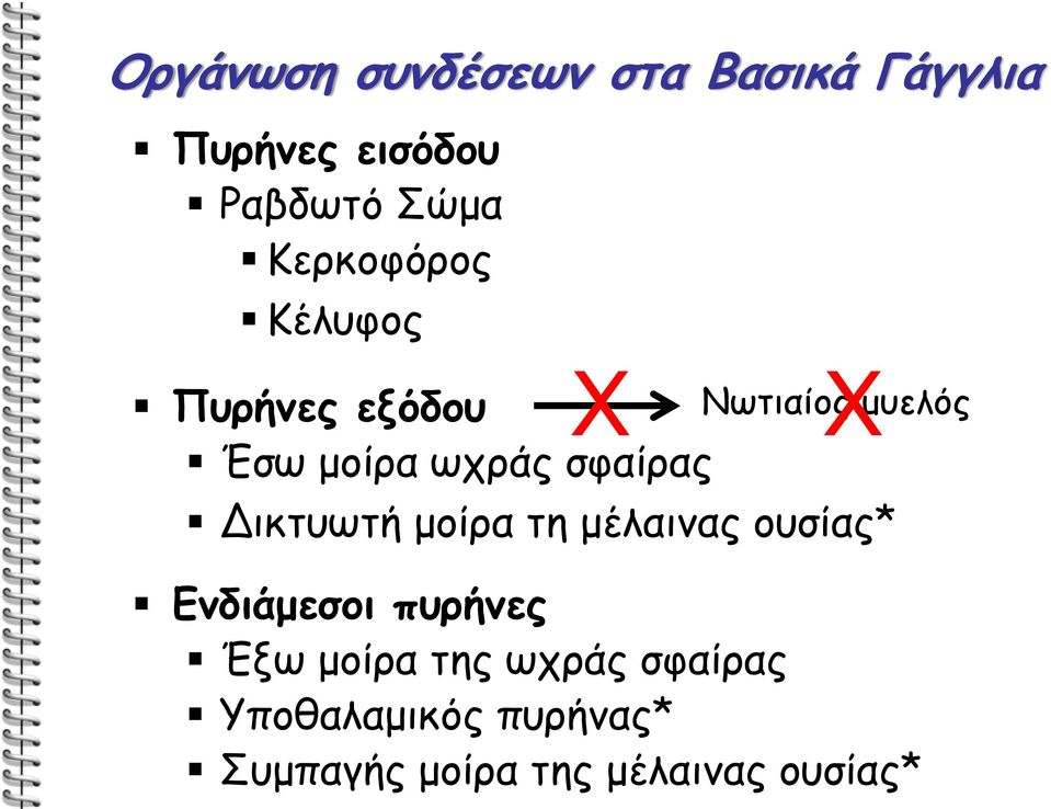 Χμυελός Δικτυωτή μοίρα τη μέλαινας ουσίας* Ενδιάμεσοι πυρήνες Έξω