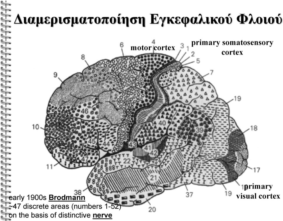 Brodmann ~47 discrete areas (numbers 1-52) on