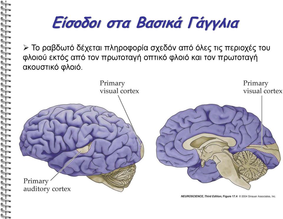 περιοχές του φλοιού εκτός από τον