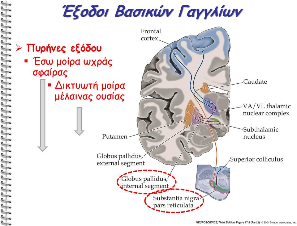 μοίρα ωχράς σφαίρας