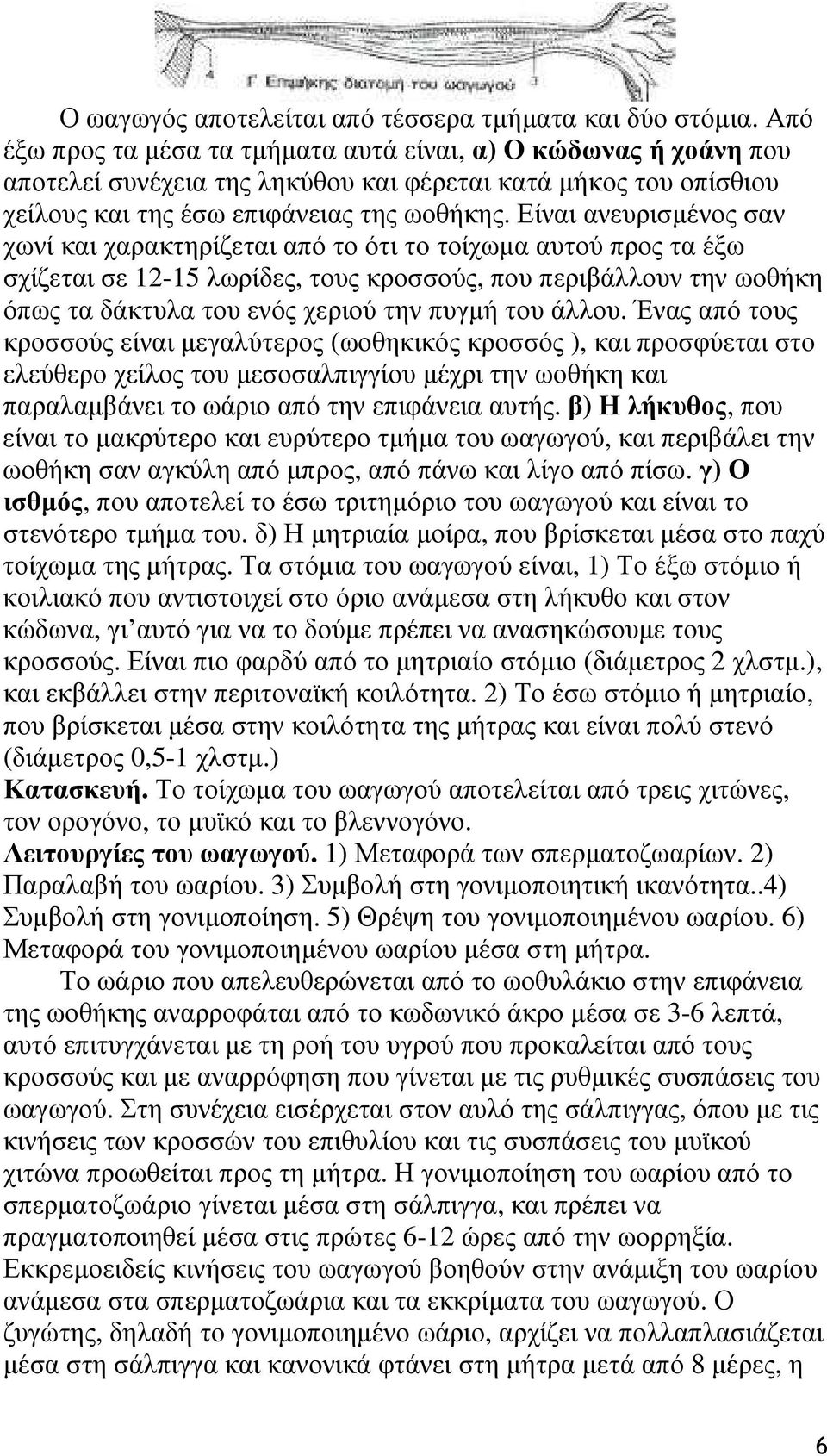 Είναι ανευρισµένος σαν χωνί και χαρακτηρίζεται από το ότι το τοίχωµα αυτού προς τα έξω σχίζεται σε 12-15 λωρίδες, τους κροσσούς, που περιβάλλουν την ωοθήκη όπως τα δάκτυλα του ενός χεριού την πυγµή