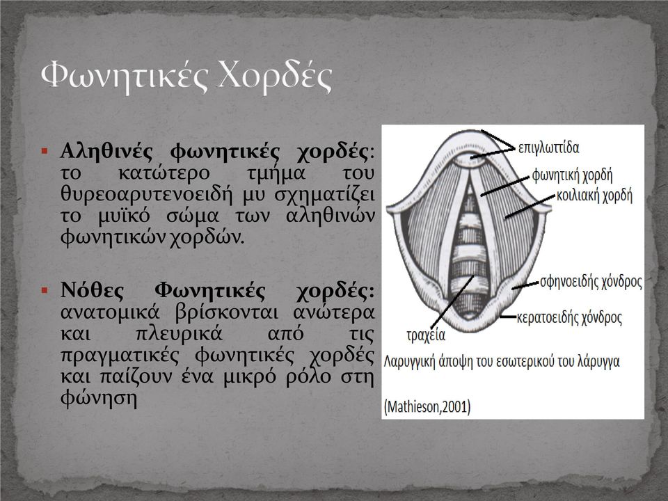 Νόθες Φωνητικές χορδές: ανατομικά βρίσκονται ανώτερα και πλευρικά