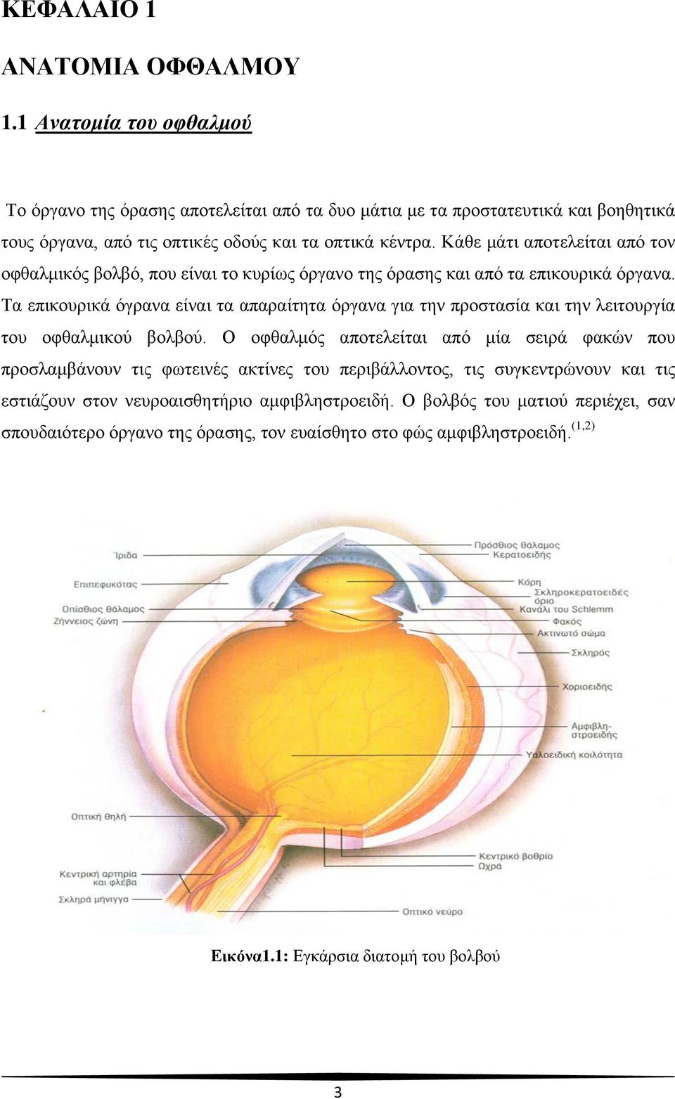 Κάθε μάτι αποτελείται από τον οφθαλμικός βολβό, που είναι το κυρίως όργανο της όρασης και από τα επικουρικά όργανα.