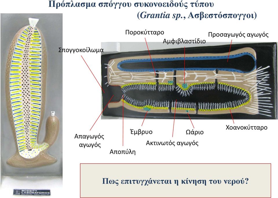 Αμφιβλαστίδιο Σπογγοκοίλωμα Απαγωγός αγωγός Έμβρυο Ωάριο