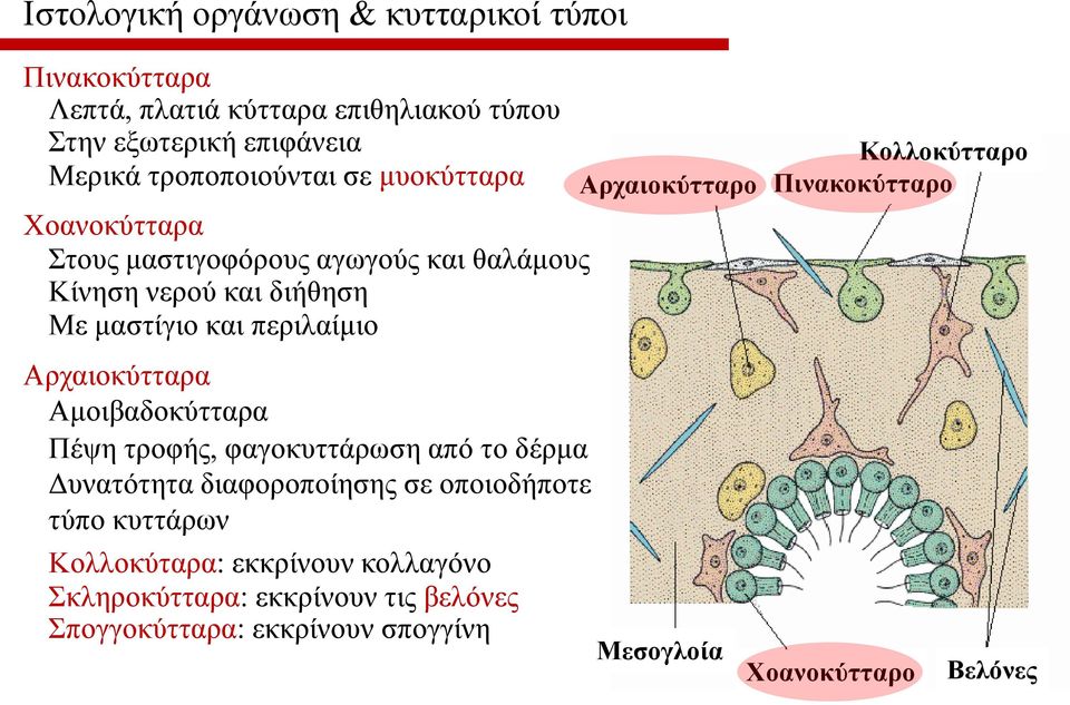 Αμοιβαδοκύτταρα Πέψη τροφής, φαγοκυττάρωση από το δέρμα Δυνατότητα διαφοροποίησης σε οποιοδήποτε τύπο κυττάρων Κολλοκύταρα: εκκρίνουν
