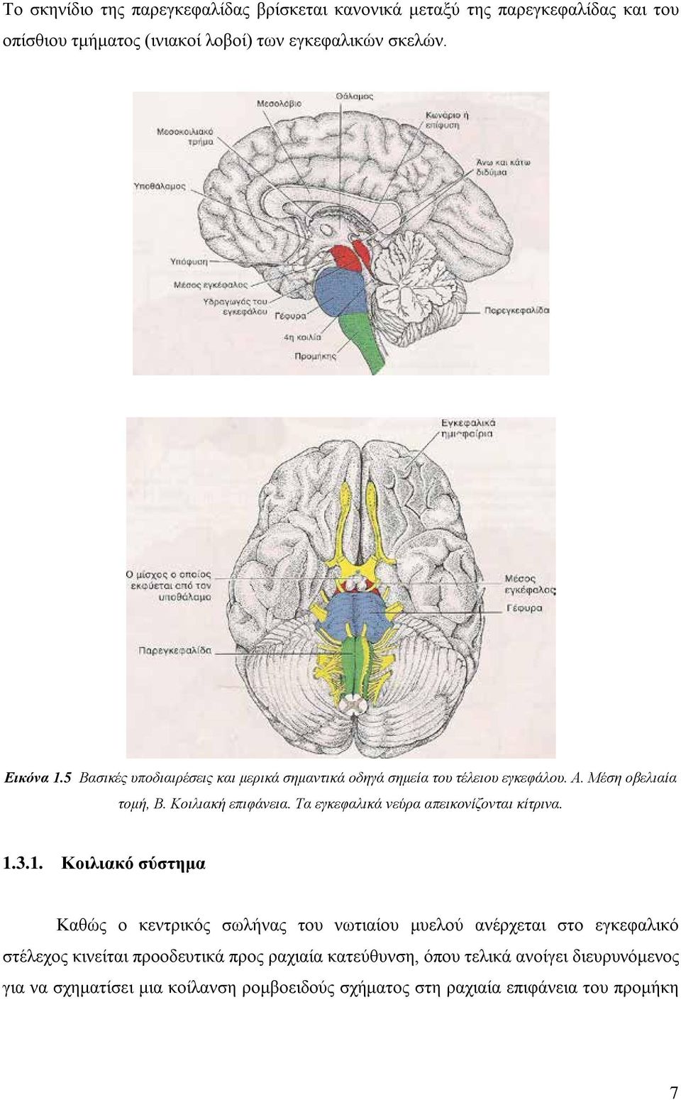 Τα εγκεφαλικά νεύρα απεικονίζονται κίτρινα. 1.