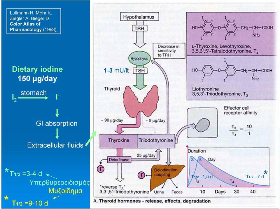 Dietary iodine 150 μg/day 1-3 mu/lt stomach I 2 I - GI