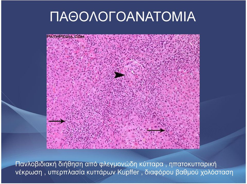 ηπατοκυτταρική νέκρωση, υπερπλασία