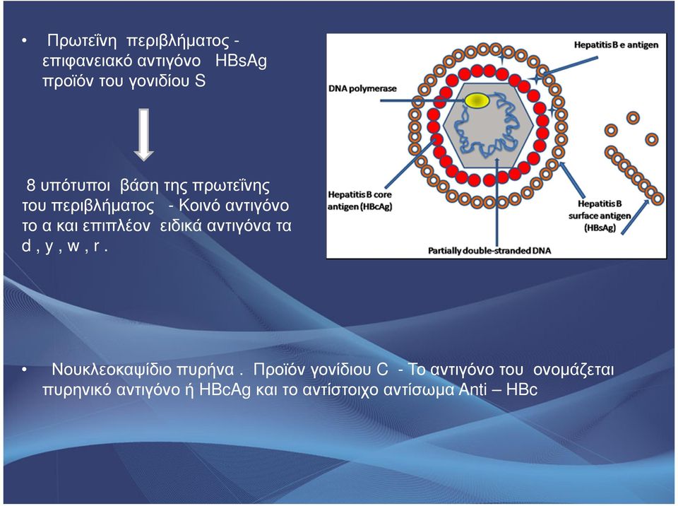 ειδικά αντιγόνα τα d, y, w, r. Νουκλεοκαψίδιο πυρήνα.