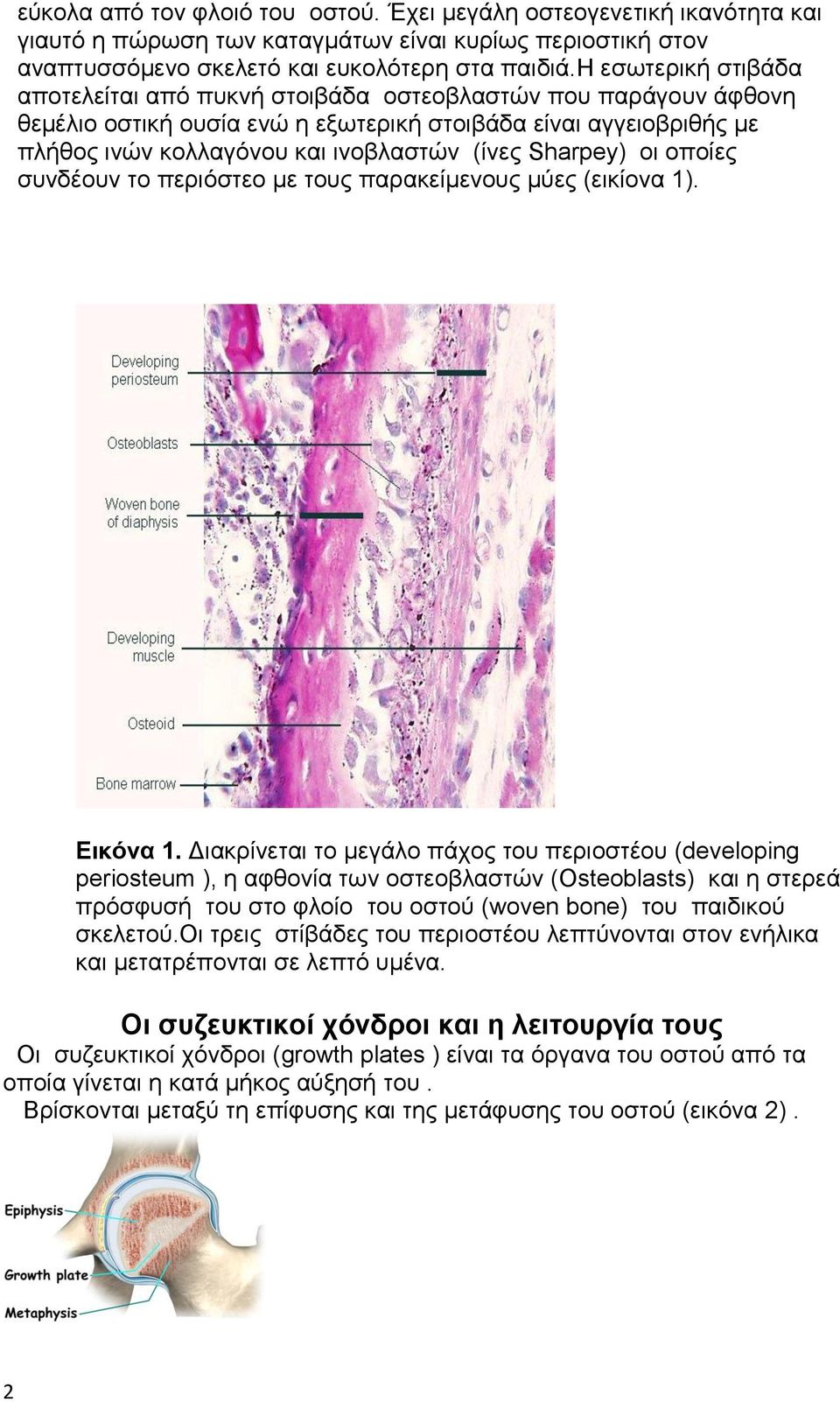 Sharpey) οι οποίες συνδέουν το περιόστεο με τους παρακείμενους μύες (εικίονα 1). Εικόνα 1.