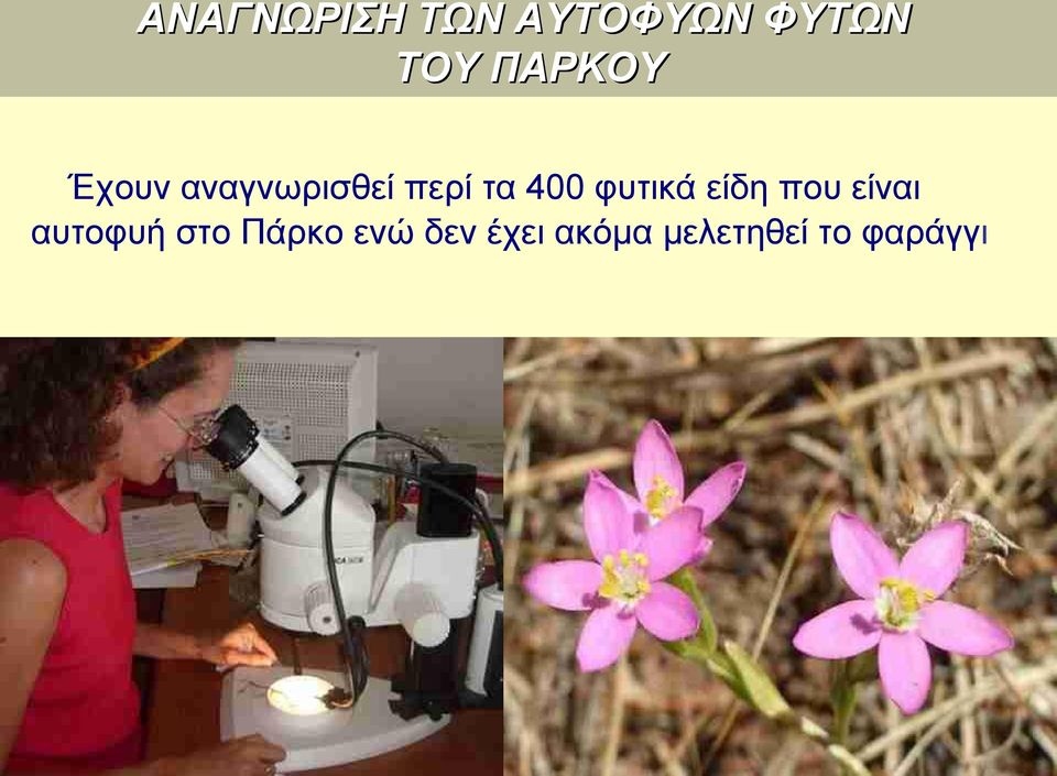 φυτικά είδη που είναι αυτοφυή στο