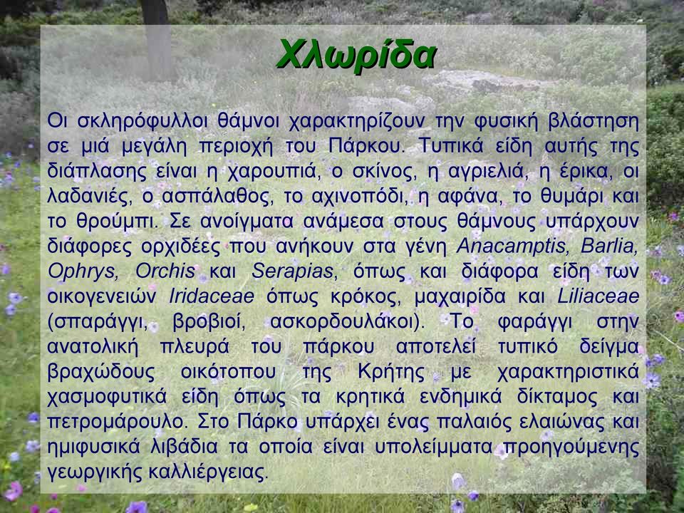 Σε ανοίγματα ανάμεσα στους θάμνους υπάρχουν διάφορες ορχιδέες που ανήκουν στα γένη Anacamptis, Barlia, Ophrys, Orchis και Serapias, όπως και διάφορα είδη των οικογενειών Iridaceae όπως κρόκος,