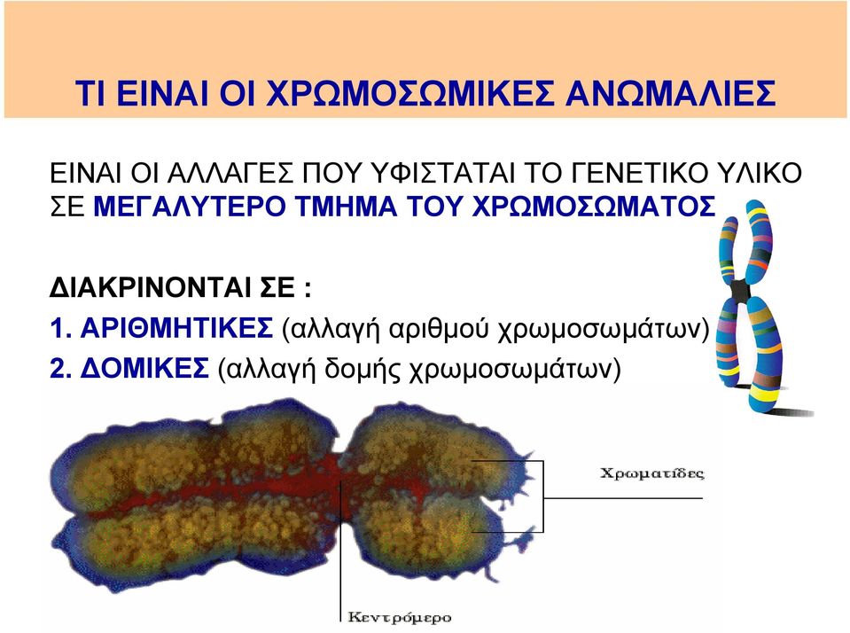 ΧΡΩΜΟΣΩΜΑΤΟΣ ΔΙΑΚΡΙΝΟΝΤΑΙ ΣΕ : 1.