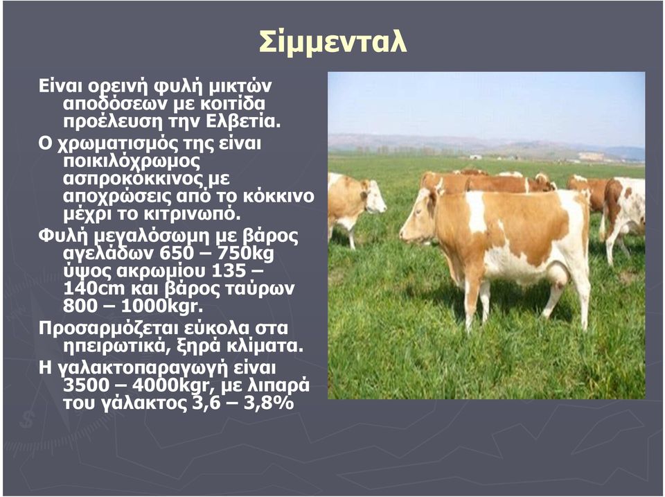 Φυλή µεγαλόσωµη µε βάρος αγελάδων 650 750kg ύψος ακρωµίου 135 140cm και βάρος ταύρων 800 1000kgr.