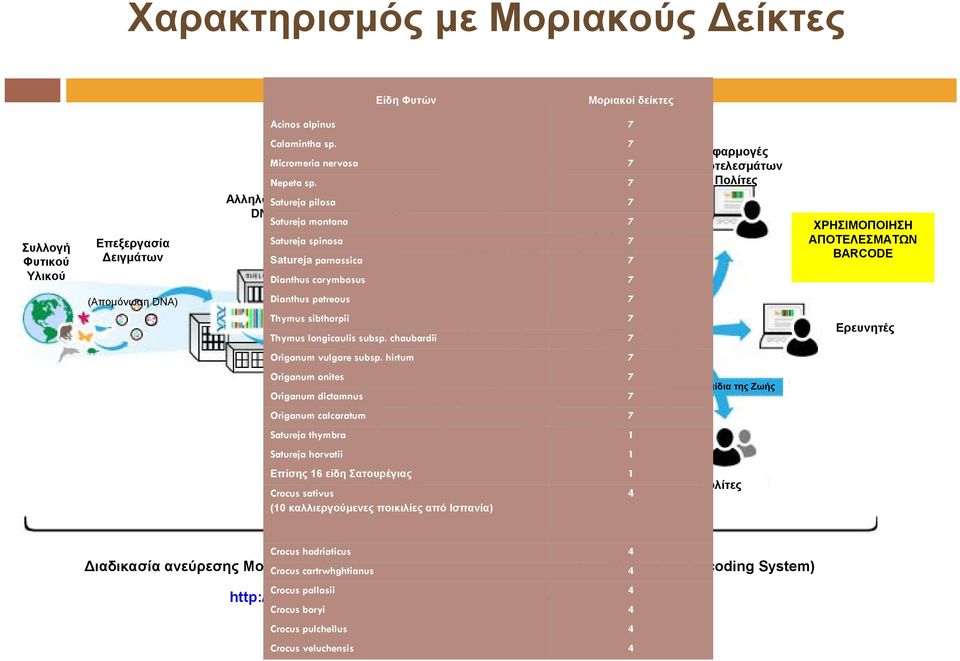 Τράπεζα DNA σύμφωνα με τα Γενετικών Πληροφοριών Satureja parnassica 7 Barcode Standards Dianthus corymbosus 7 Εφαρμογές Αποτελεσμάτων Πολίτες ΧΡΗΣΙΜΟΠΟΙΗΣΗ ΑΠΟΤΕΛΕΣΜΑΤΩΝ BARCODE (Απομόνωση DNA)