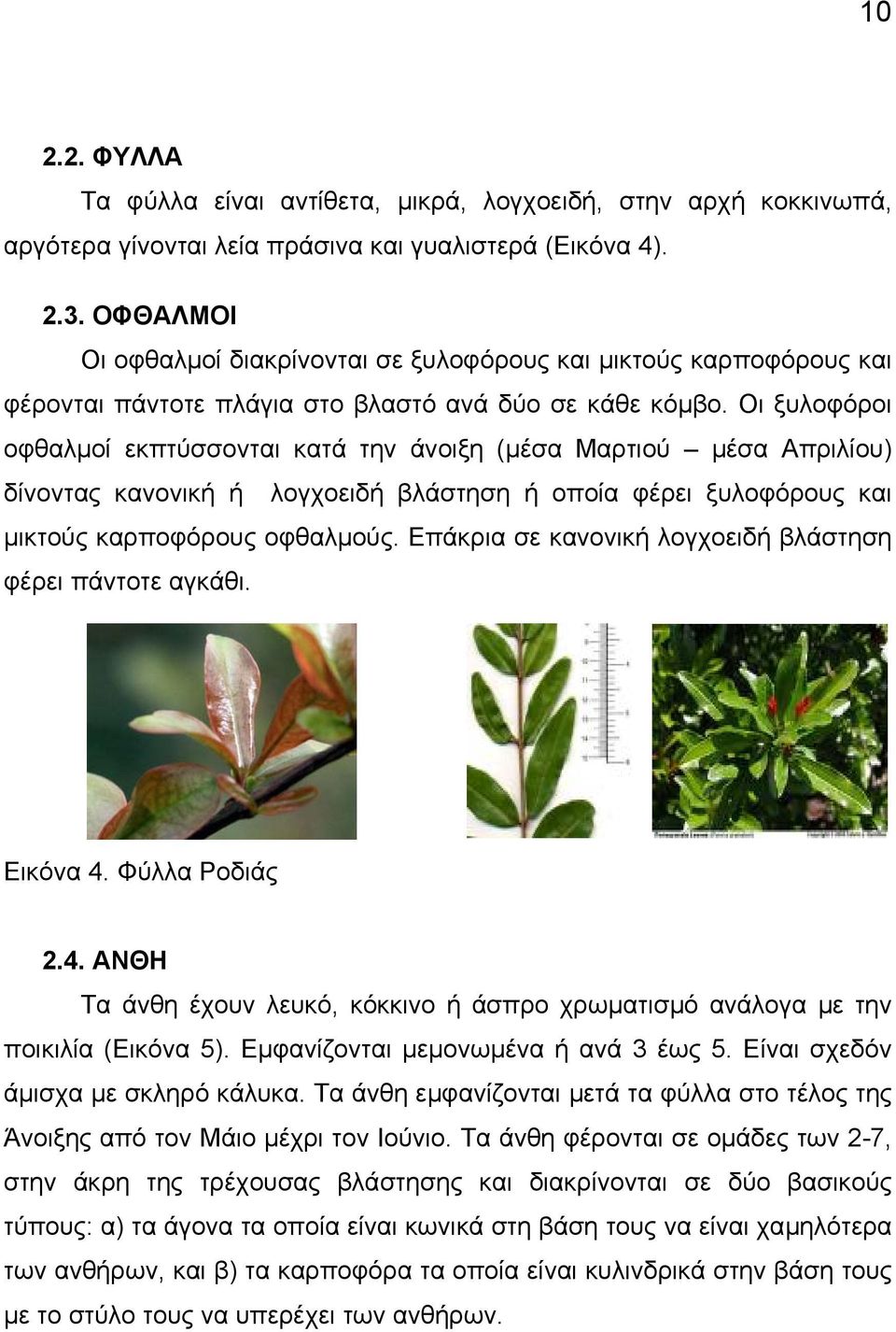 Οι ξυλοφόροι οφθαλµοί εκπτύσσονται κατά την άνοιξη (µέσα Μαρτιού µέσα Απριλίου) δίνοντας κανονική ή λογχοειδή βλάστηση ή οποία φέρει ξυλοφόρους και µικτούς καρποφόρους οφθαλµούς.