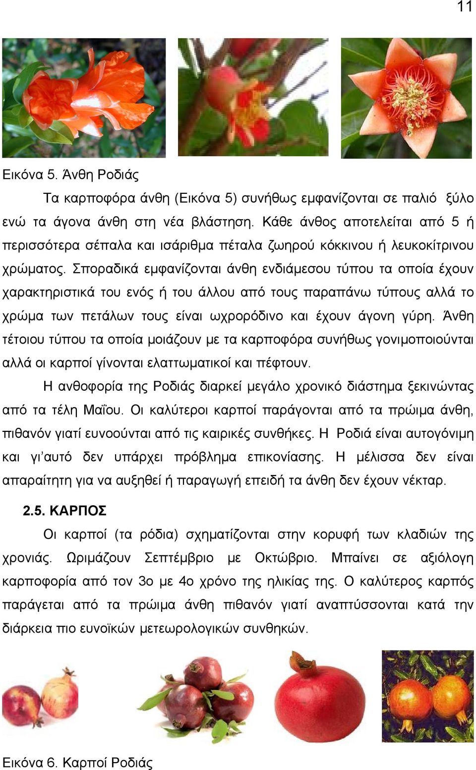 Σποραδικά εµφανίζονται άνθη ενδιάµεσου τύπου τα οποία έχουν χαρακτηριστικά του ενός ή του άλλου από τους παραπάνω τύπους αλλά το χρώµα των πετάλων τους είναι ωχρορόδινο και έχουν άγονη γύρη.