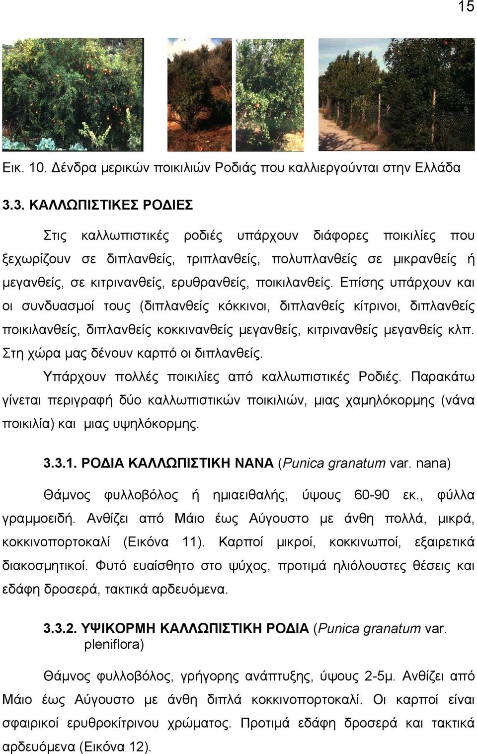 ποικιλανθείς. Επίσης υπάρχουν και οι συνδυασµοί τους (διπλανθείς κόκκινοι, διπλανθείς κίτρινοι, διπλανθείς ποικιλανθείς, διπλανθείς κοκκινανθείς µεγανθείς, κιτρινανθείς µεγανθείς κλπ.