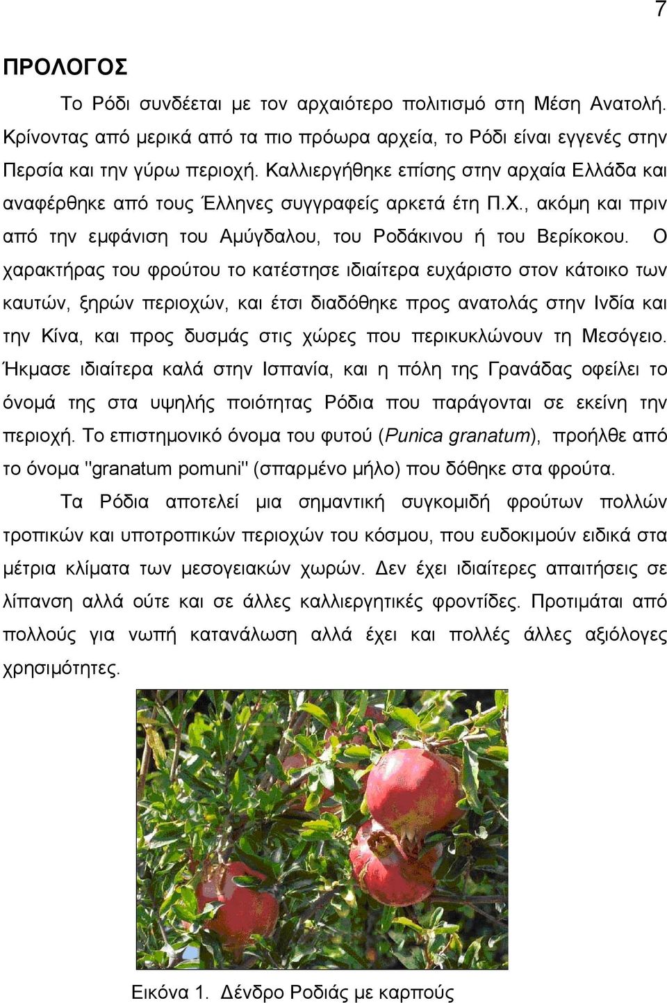 Ο χαρακτήρας του φρούτου το κατέστησε ιδιαίτερα ευχάριστο στον κάτοικο των καυτών, ξηρών περιοχών, και έτσι διαδόθηκε προς ανατολάς στην Ινδία και την Κίνα, και προς δυσµάς στις χώρες που