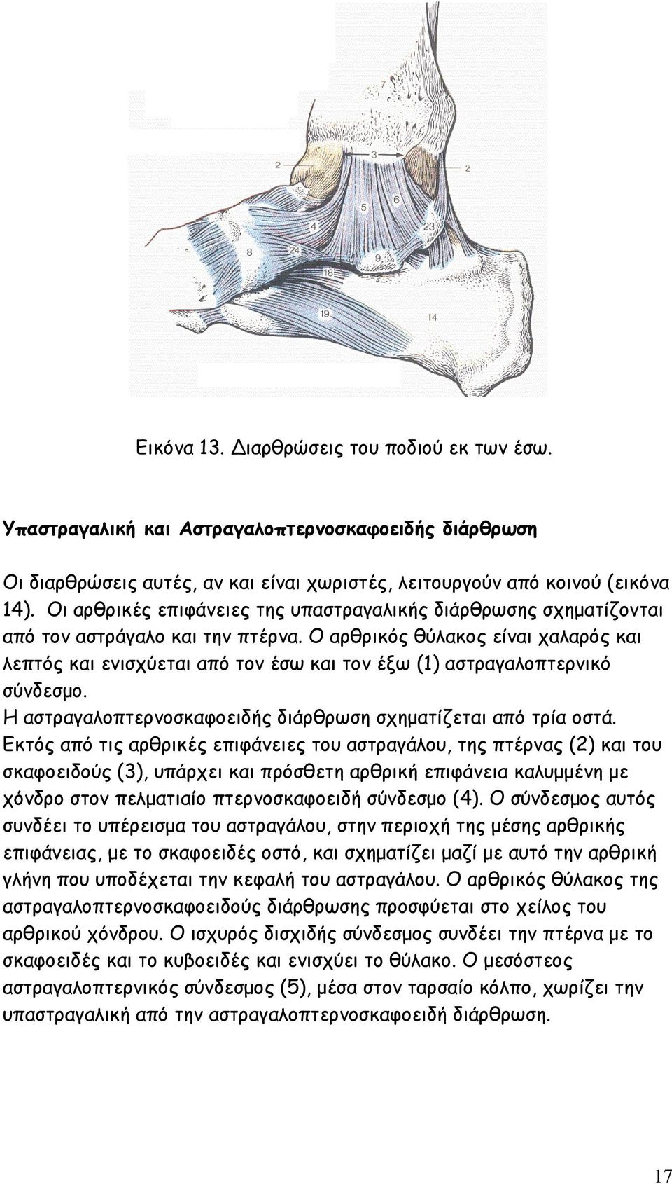 Ο αρθρικός θύλακος είναι χαλαρός και λεπτός και ενισχύεται από τον έσω και τον έξω (1) αστραγαλοπτερνικό σύνδεσµο. Η αστραγαλοπτερνοσκαφοειδής διάρθρωση σχηµατίζεται από τρία οστά.