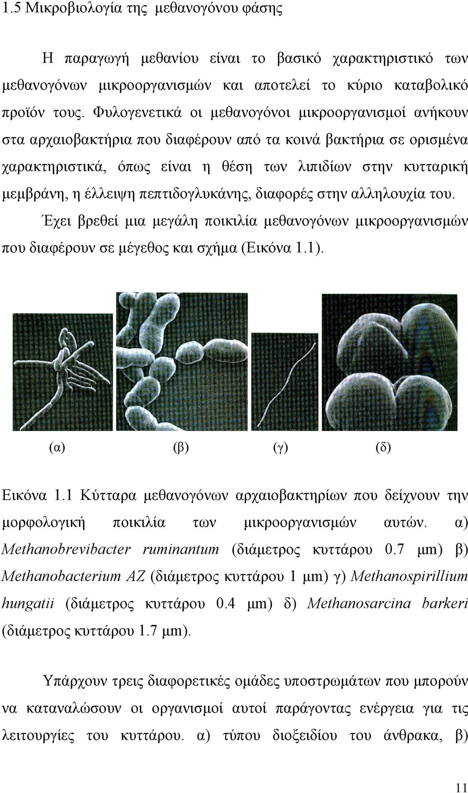 έλλειψη πεπτιδογλυκάνης, διαφορές στην αλληλουχία του. Έχει βρεθεί μια μεγάλη ποικιλία μεθανογόνων μικροοργανισμών που διαφέρουν σε μέγεθος και σχήμα (Εικόνα 1.1). (α) (β) (γ) (δ) Εικόνα 1.