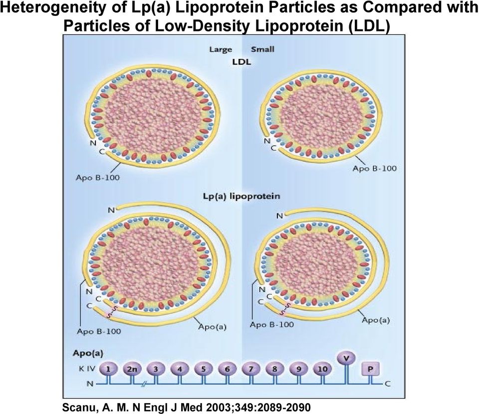 of Low-Density Lipoprotein (LDL)