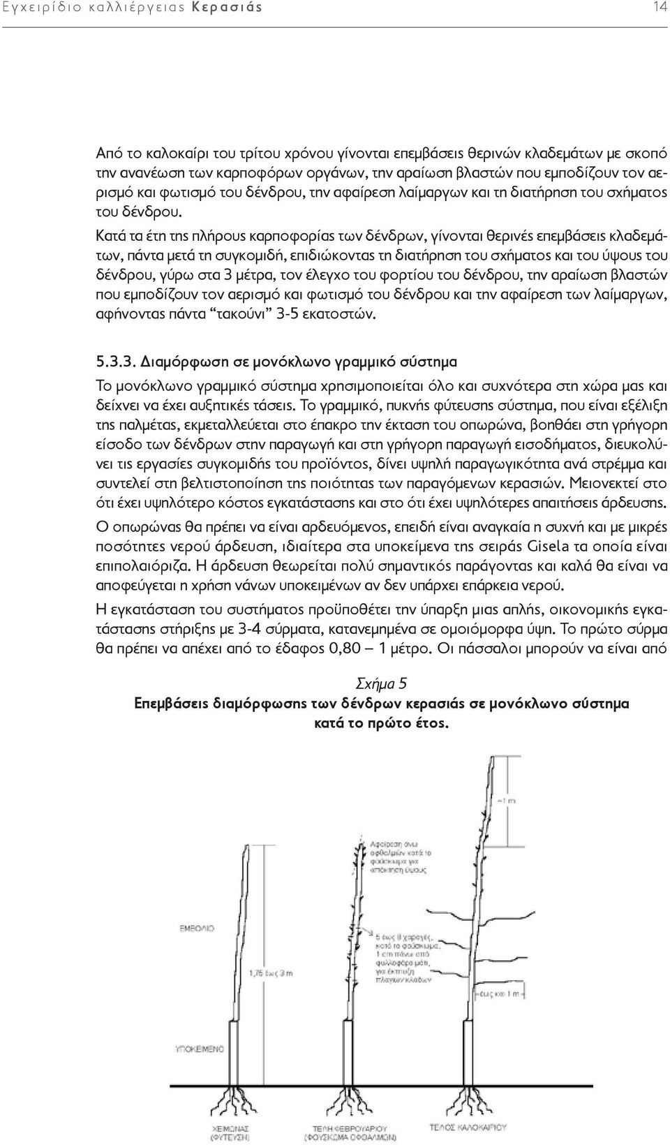 Κατά τα έτη της πλήρους καρποφορίας των δένδρων, γίνονται θερινές επεμβάσεις κλαδεμάτων, πάντα μετά τη συγκομιδή, επιδιώκοντας τη διατήρηση του σχήματος και του ύψους του δένδρου, γύρω στα 3 μέτρα,