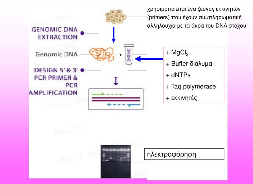 του DNA στόχου + MgCl 2 + Buffer διάλυμα +