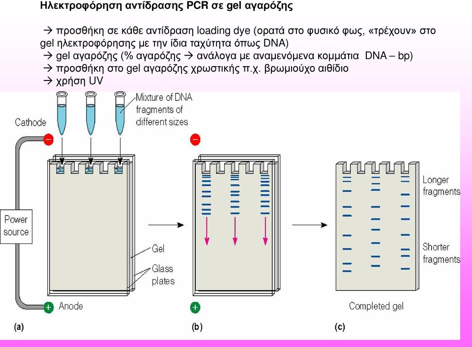 ίδια ταχύτητα όπως DNA) gel αγαρόζης (% αγαρόζης ανάλογα με αναμενόμενα