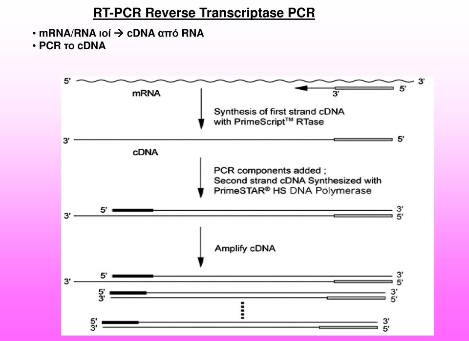 mrna/rna ιοί cdna