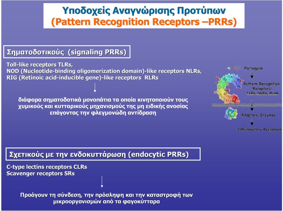 µονοπάτια τα οποία κινητοποιούν τους χυµικούς και κυτταρικούς µηχανισµούς της µη ειδικής ανοσίας επάγοντας την φλεγµονώδη αντίδραση Σχετικούς µε την