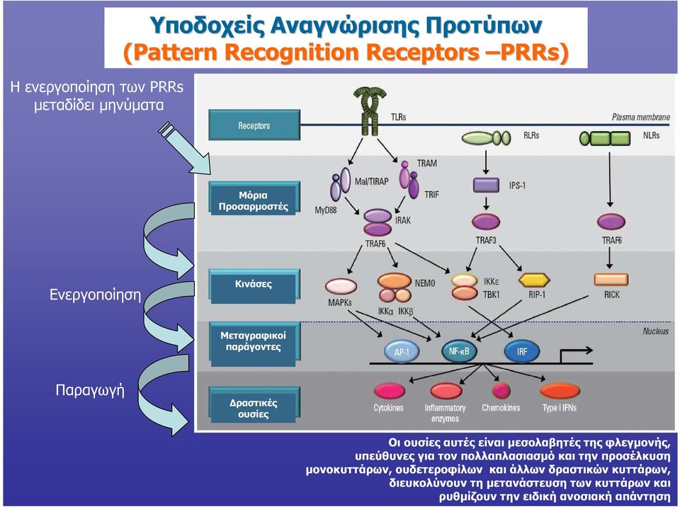 µεσολαβητές της φλεγµονής, υπεύθυνες για τον πολλαπλασιασµό και την προσέλκυση µονοκυττάρων, ουδετεροφίλων και
