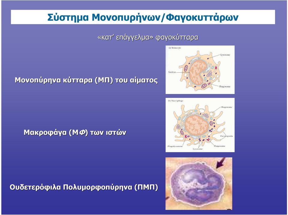 κύτταρα (ΜΠ) του αίµατος Μακροφάγα
