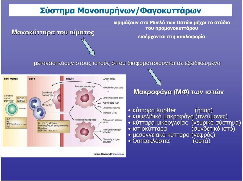 εξειδικευµένα Mακροφάγα (ΜΦ) των ιστών κύτταρα Kupffer (ήπαρ) κυψελιδικά µακροφάγα (πνεύµονες) κύτταρα