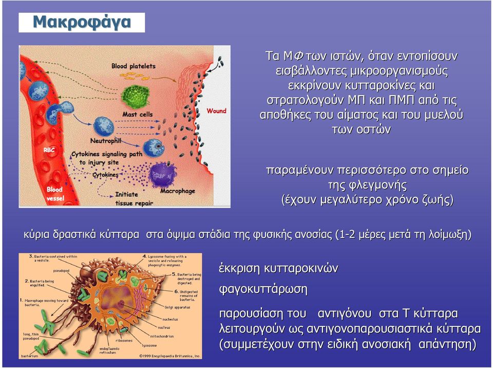 ζωής) κύρια δραστικά κύτταρα στα όψιµα στάδια της φυσικής ανοσίας (1-2 µέρες µετά τη λοίµωξη) έκκριση κυτταροκινών