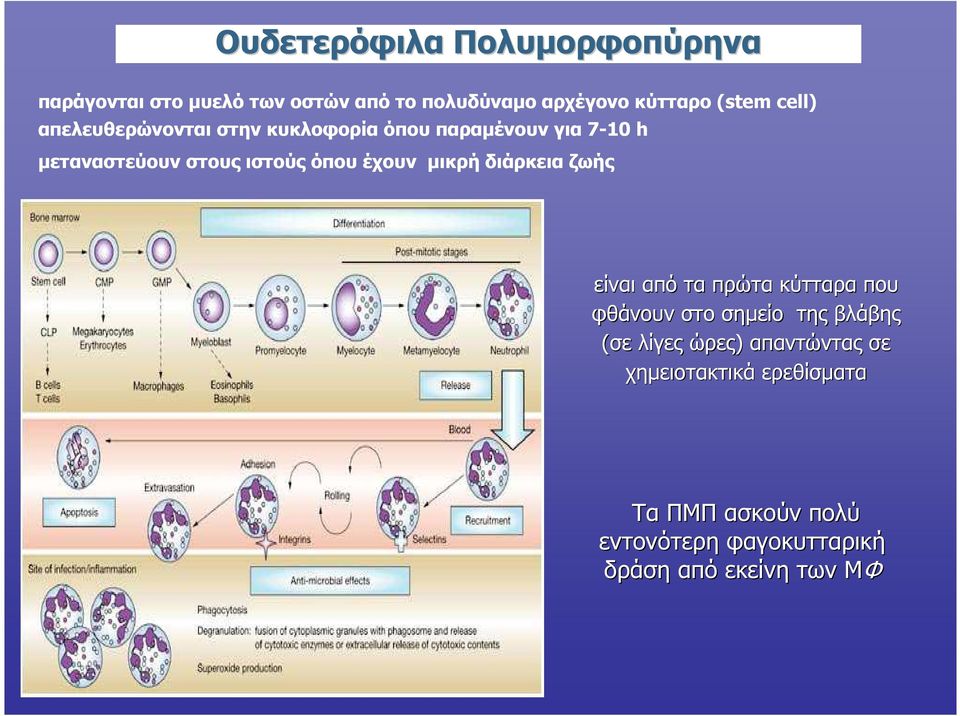 έχουν µικρή διάρκεια ζωής είναι από τα πρώτα κύτταρα που φθάνουν στο σηµείο της βλάβης (σε λίγες