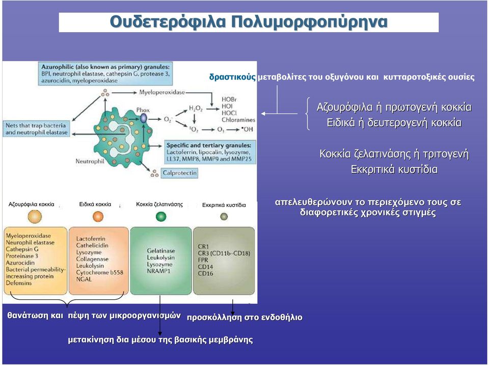 κοκκία Κοκκία ζελατινάσης Εκκριτικά κυστίδια απελευθερώνουν απελευθερώνουν το περιεχόµενο τους σε διαφορετικές
