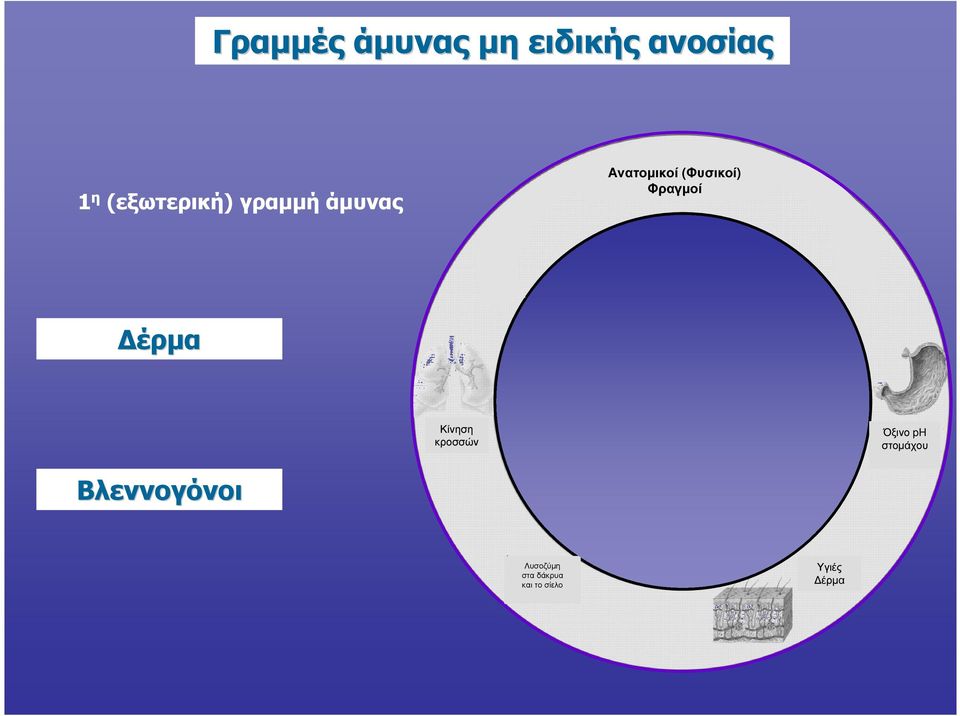Συµπλήρωµα Ειδική Ανοσία TLRs Τ και Β λεµφοκύτταρα Κίνηση κροσσών Όξινο