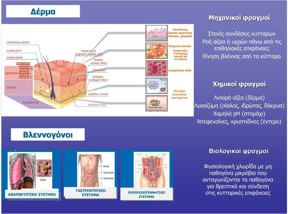 από τα κύτταρα Langerhans cells Κύτταρα ανοσιακού συστήµατος Χηµικοί φραγµοί Λιπαρά οξέα (δέρµα) Λυσοζύµη (σίαλος, ιδρώτας, δάκρυα) Χαµηλό ph (στοµάχι)