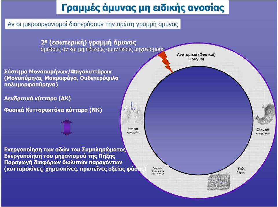 NLRs Φυσικά Κυτταροκτόνα κύτταρα (ΝΚ) Συµπλήρωµα Ειδική Ανοσία TLRs Τ και Β λεµφοκύτταρα Κίνηση κροσσών Ενεργοποίηση των οδών του Συµπληρώµατος Ενεργοποίηση του µηχανισµού