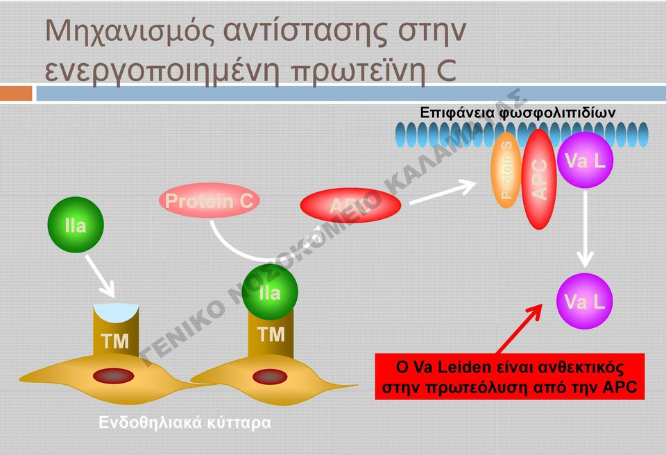 κύτταρα APC Επιφάνεια φωσφολιπιδίων Protein S APC